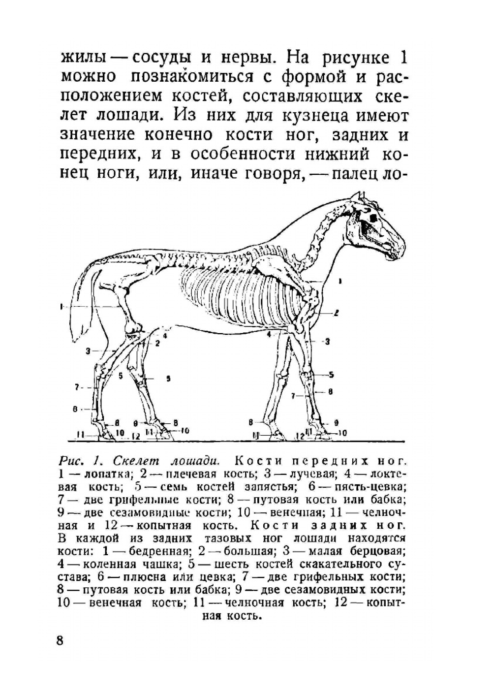 Как правильно подковать лошадь | В.И. Стеллецкий
