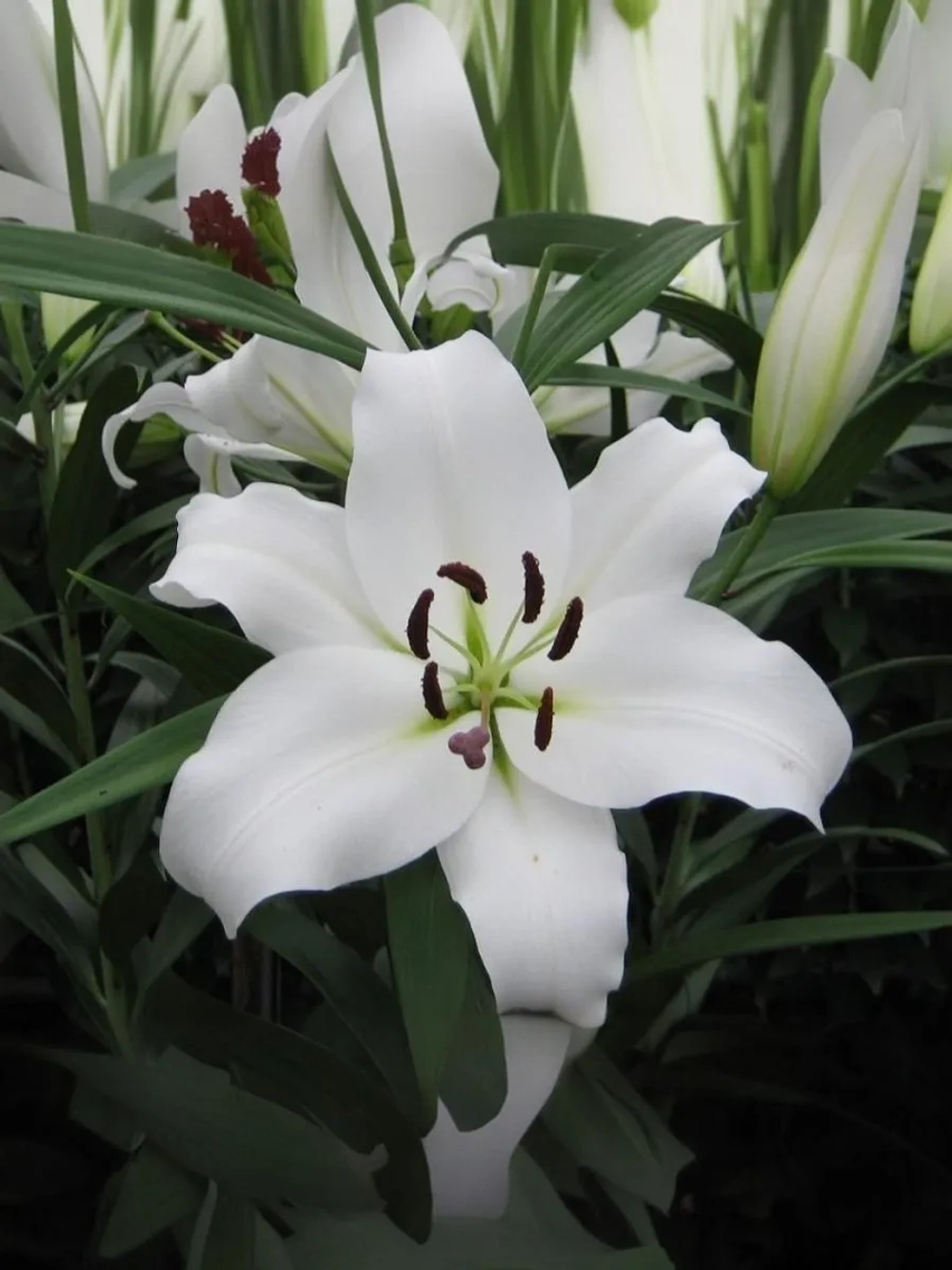 Лилия Петакас (ОТ-гибрид)