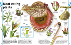 Trees, Leaves, Flowers and Seeds: A visual encyclopedia of the plant kingdom