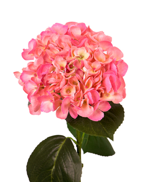 Гортензия крупнолистная на стебле - Темно-розовый