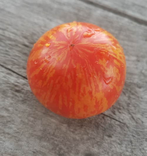 Гном Бред Гейтс (Dean’s «Brad Gates»)