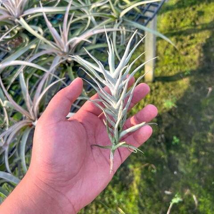 Тилландсия palecea