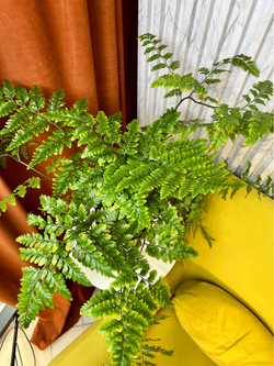 Атириум Адиантоформис, Папоротник, D15см Н45см, 1шт, Urban Jungle (7143)
