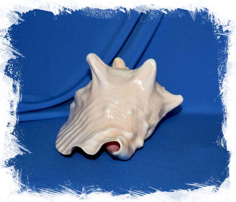 Стромбус Гигас 21-25 см