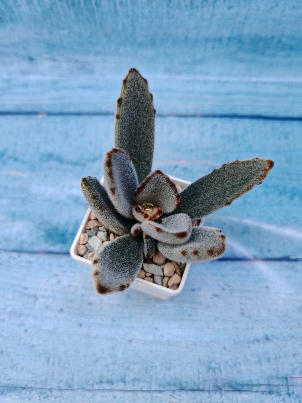 Kalanchoe Tomentosa (Каланхоэ)