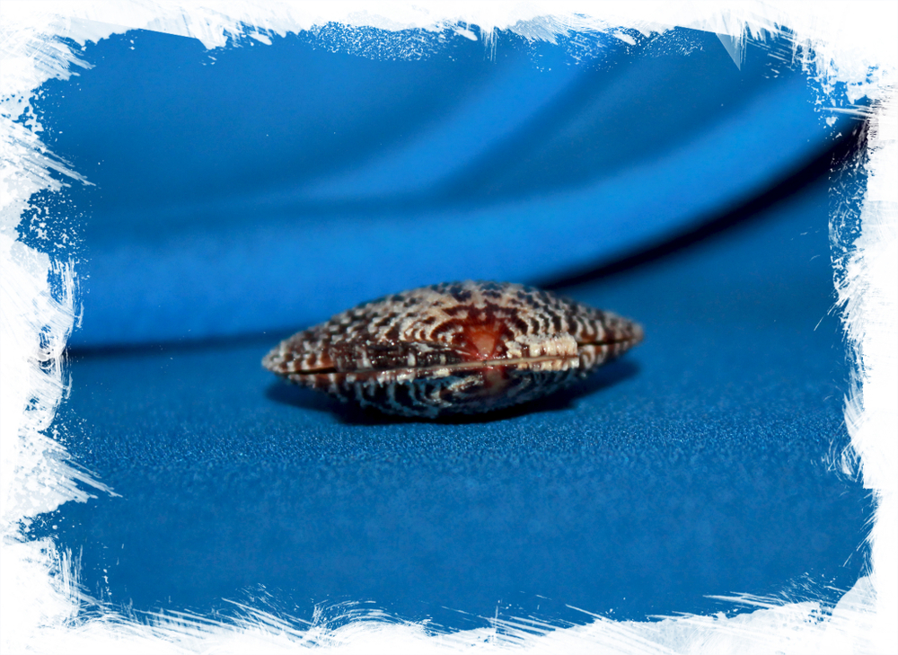 Гребешок лентигиноза (Chlamys lentiginosa)