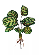 Калатея Ред Тайгер куст из 8 листьев с корнями