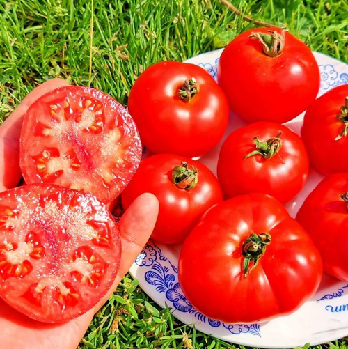 Помидоры Пламя Арарата - Ararat Flame