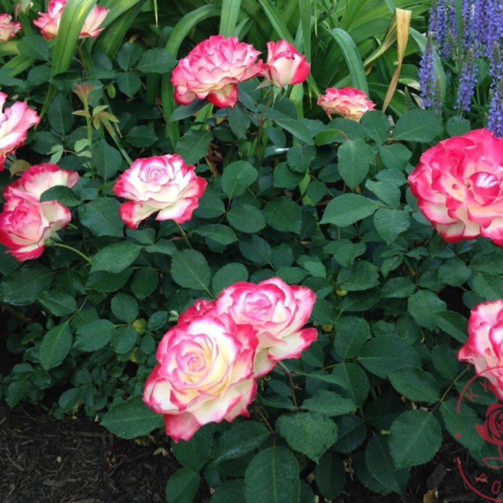 Роза флорибунда Дабл Делайт С4