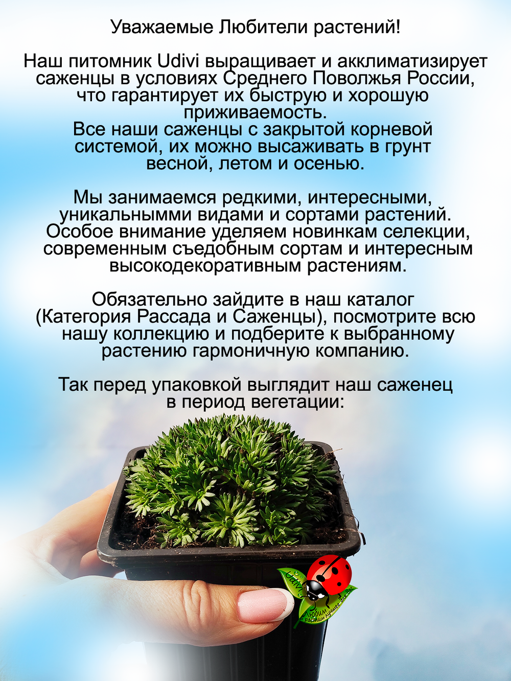 Камнеломка Капучино цветущая почвопокровная