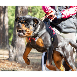 Шлейка спортивно профессиональная классика с металлической фурнитурой   красная