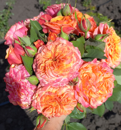 ЛА ВИЛЛА КОТТА (La Villa Cotta )