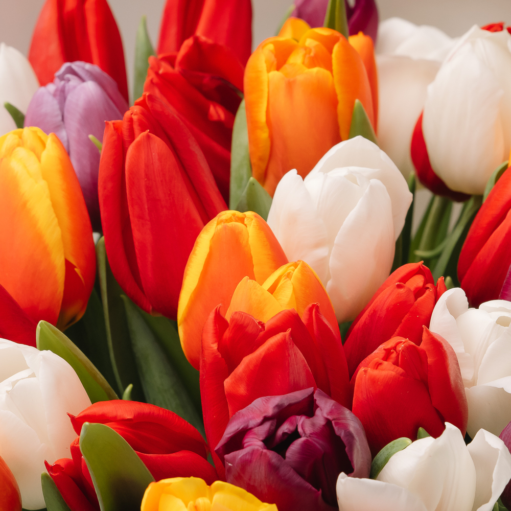 Микс 51 тюльпан