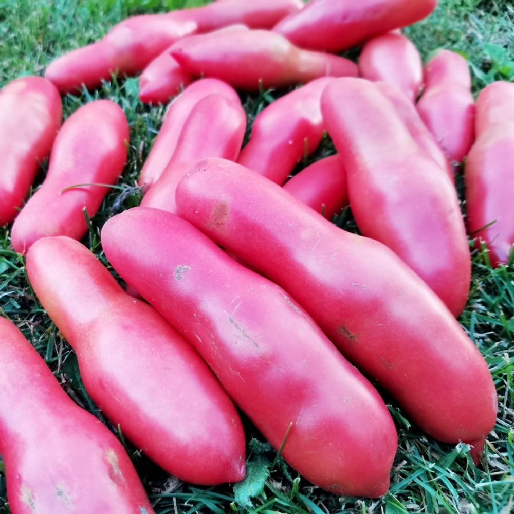 Помидоры Баба Яга - Baba Yaga Tomato