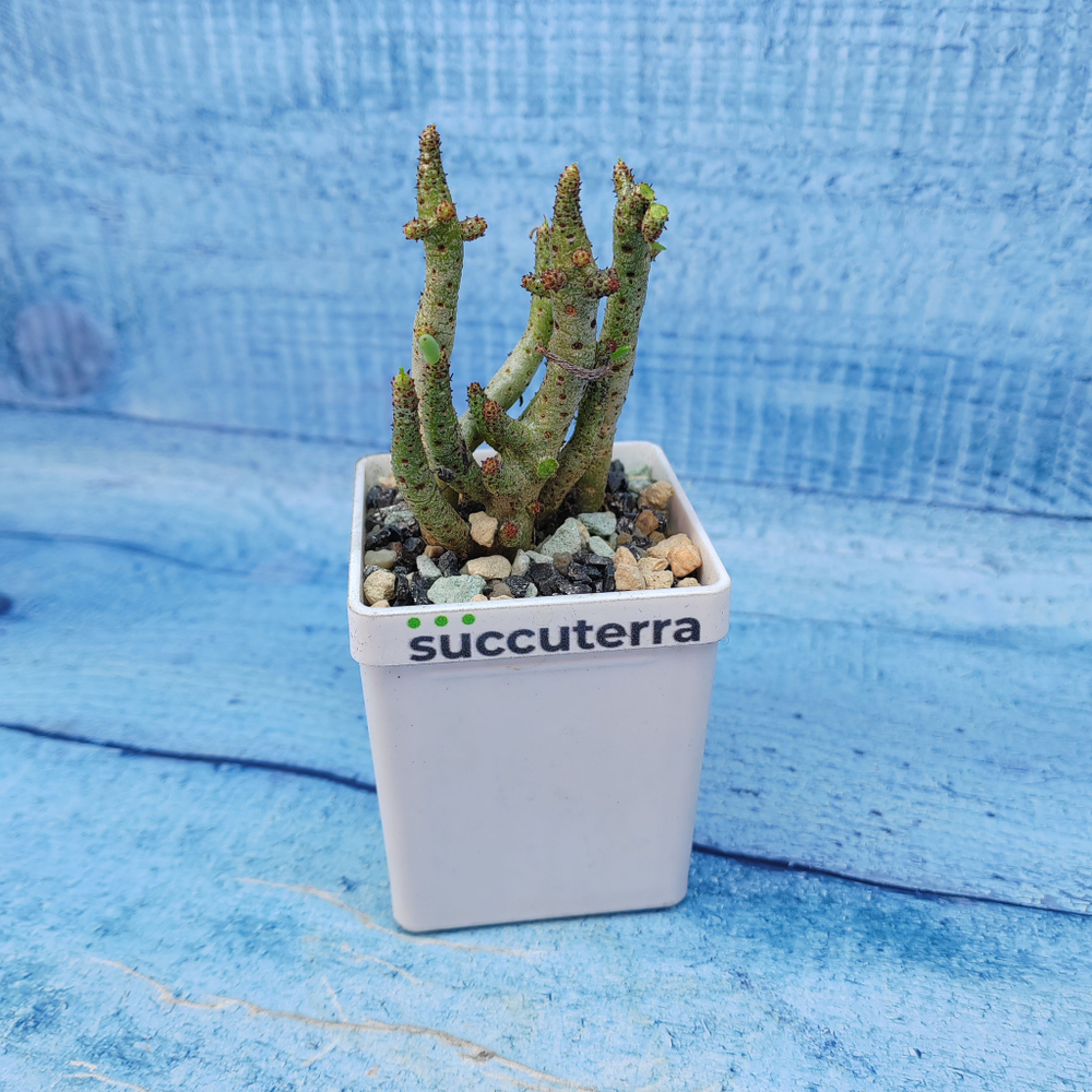 Tylecodon Buchholzianus (Тилекодон)