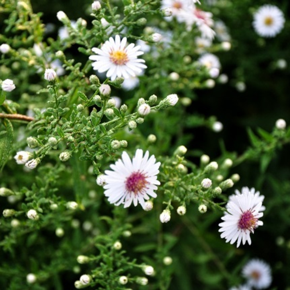 Астра бокоцветковая "Horizontalis". Aster lateriflorus "Horizontalis".