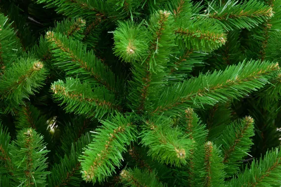 Искусственная елка Невская 240 см., мягкая хвоя, ЕлкиТорг (34240)