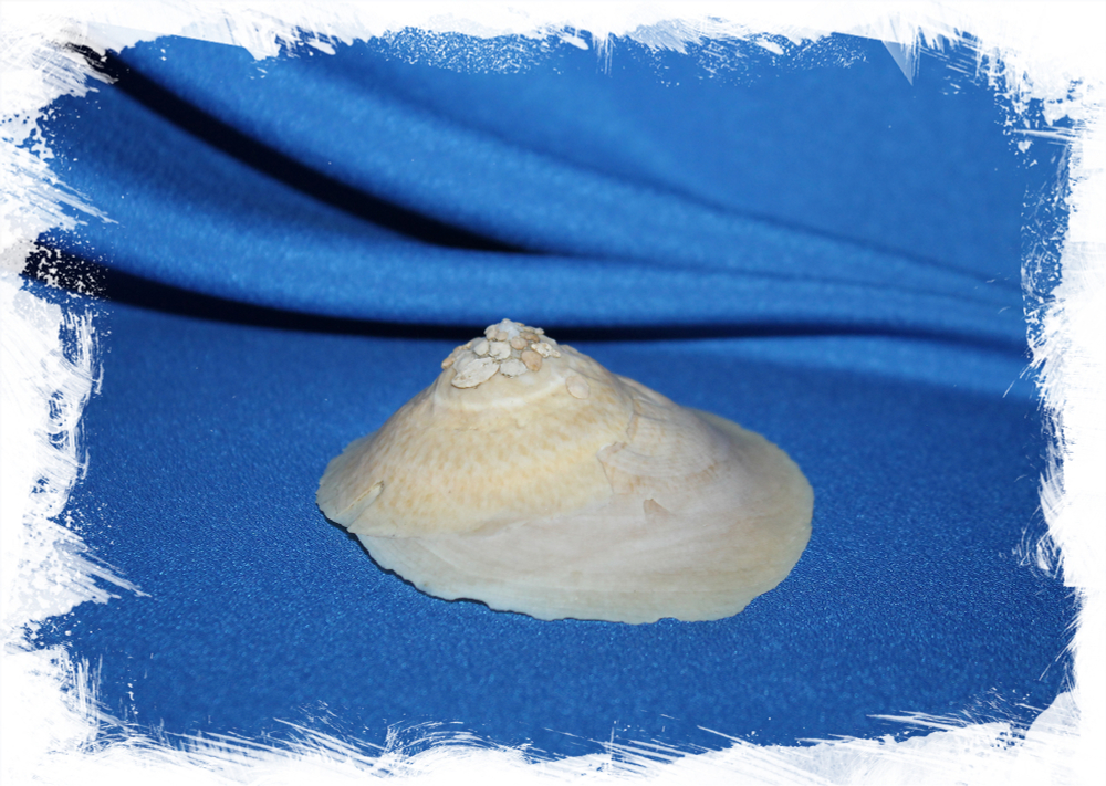 Раковина Xenophora indica, Индийская ксенофора