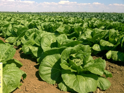 Капуста пекинская Предуро F1 (50шт)  Витагрин Профи