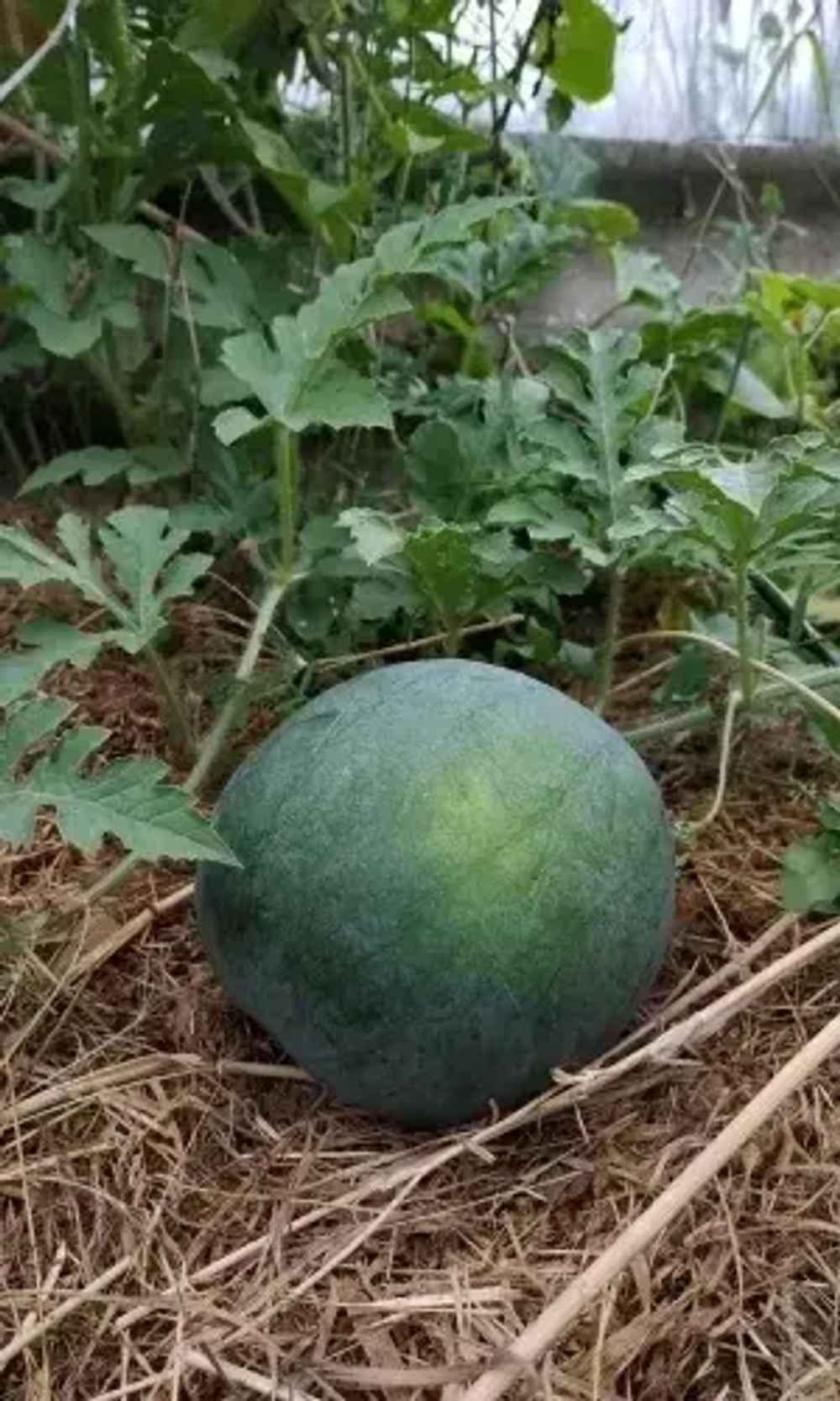 Семена Арбуз Огонек 1 гр (Марс) Б/П