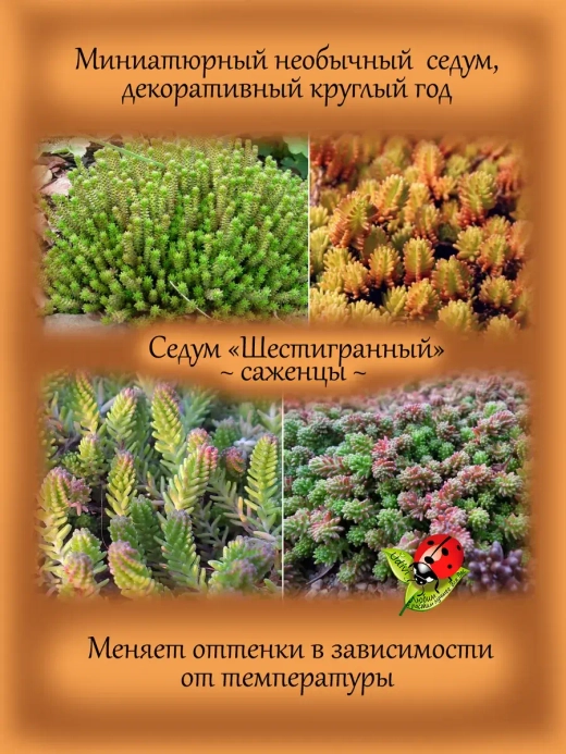 Седум Шестигранный шестирядный очиток