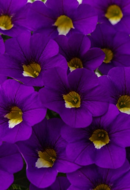 НОВИНКА 2027! ЕВРО неукор Калибрахоа Calistatic Violaceous НЕукоренный черенок (срезы) 10шт НОЯБРЬ поставка 4
