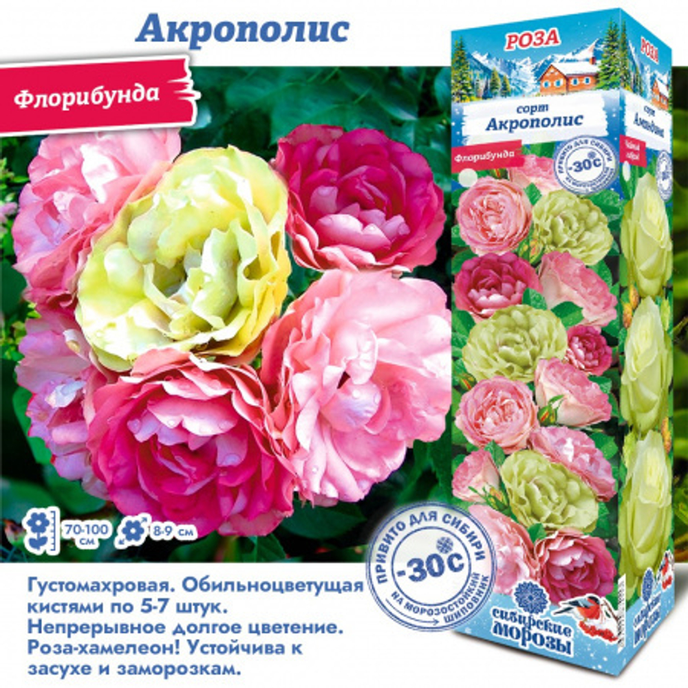 Роза Акрополис (Флорибунда)