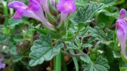 Шлемник байкальский (корни и корневища)