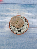 Lithops sp. (Литопсы)