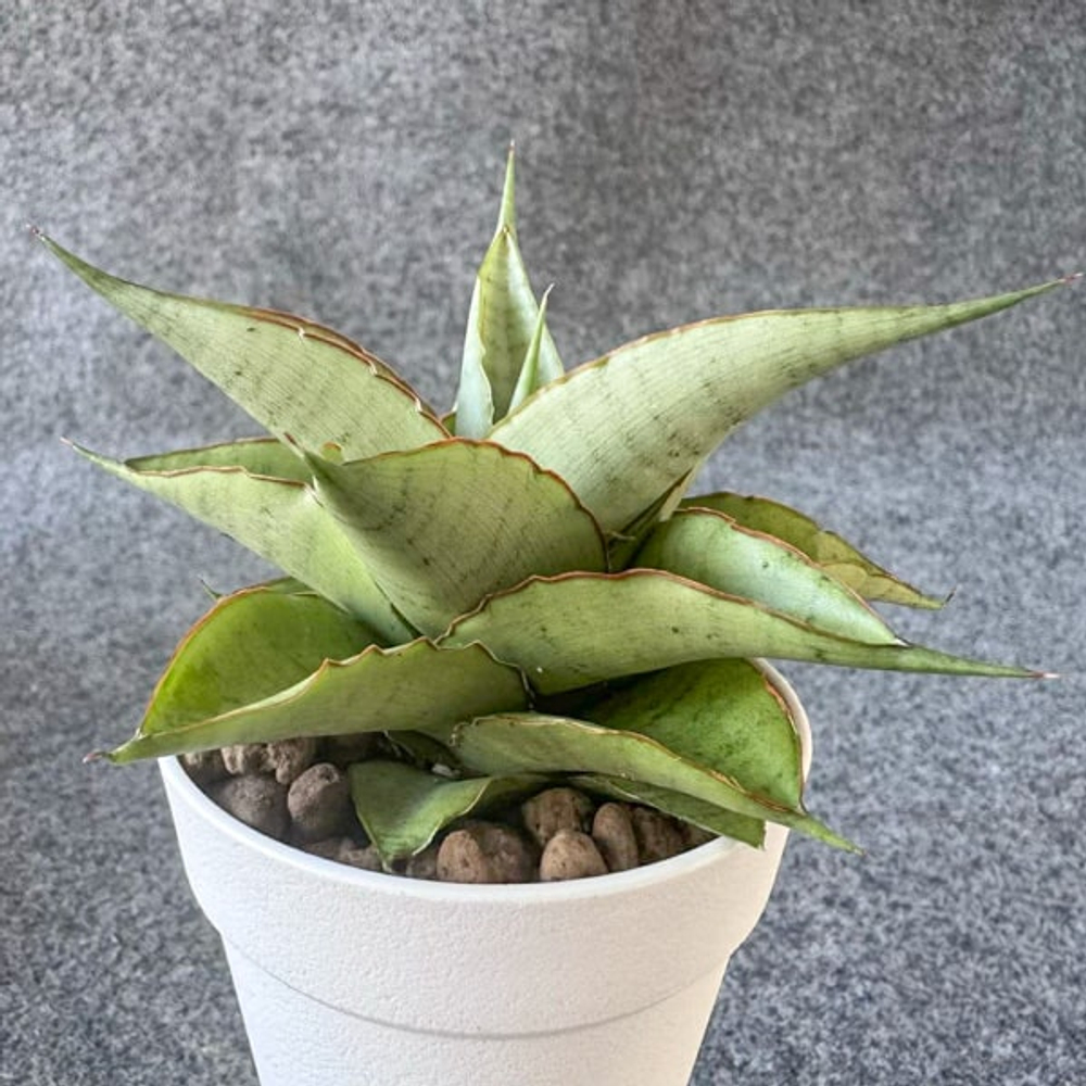 Сансевиерия SILVER ROSETTE