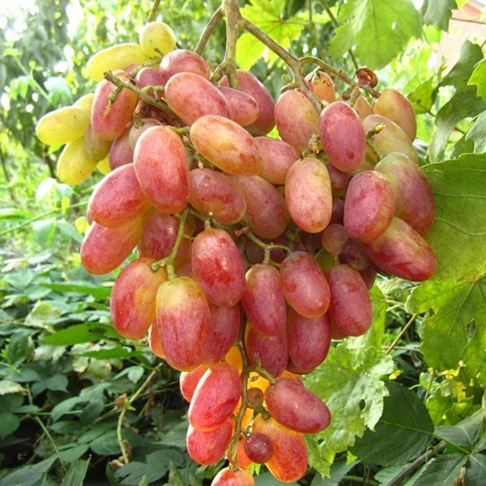 виноград юбилей новочеркасска