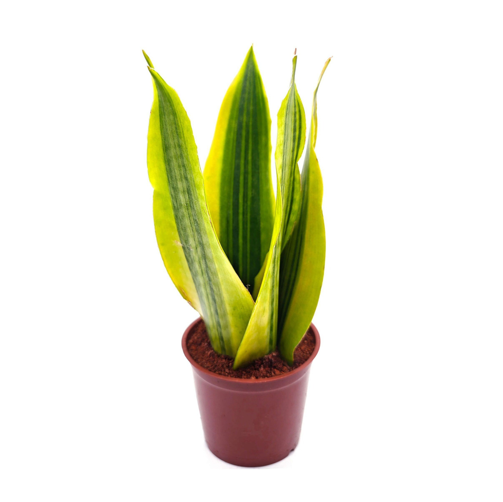 Сансевиерия