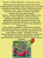 Фуксия Голден Маринка пестролистная