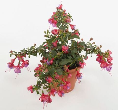 Фуксия Heidi Anne