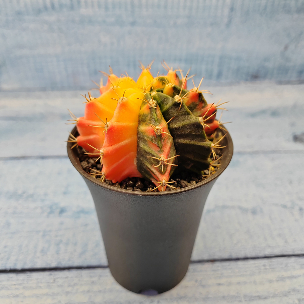 Gymnocalycium Variegata (Гимнокалициум Вариегатный)