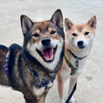 Шлейка Lav Flash+Neon Riot