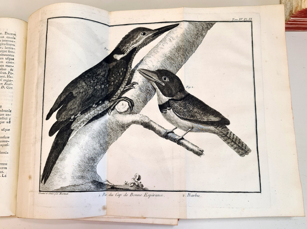 "Орнитология или метод, содержащий разделение птиц на отряды. (Ornithologie ou methode contenant la division des oiseaux en ordres)". Mathurin-Jacques Brisson (Матюрен-Жак Бриссон). 0г.