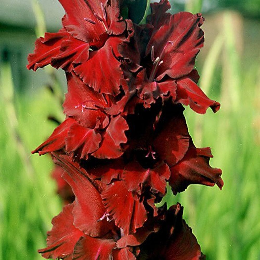 гладиолусы супергофрированные сорта. гладиолус центаурус. гладиолус исполин. гладиолус редженси. гладиолус zizanie.