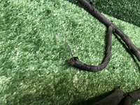 Проводка заднего бампера Москвич 3 (2022-н.в.)