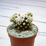 Mammillaria Arizona Snowcap (Маммиллярия)
