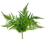 Папоротник оноклея 48 см