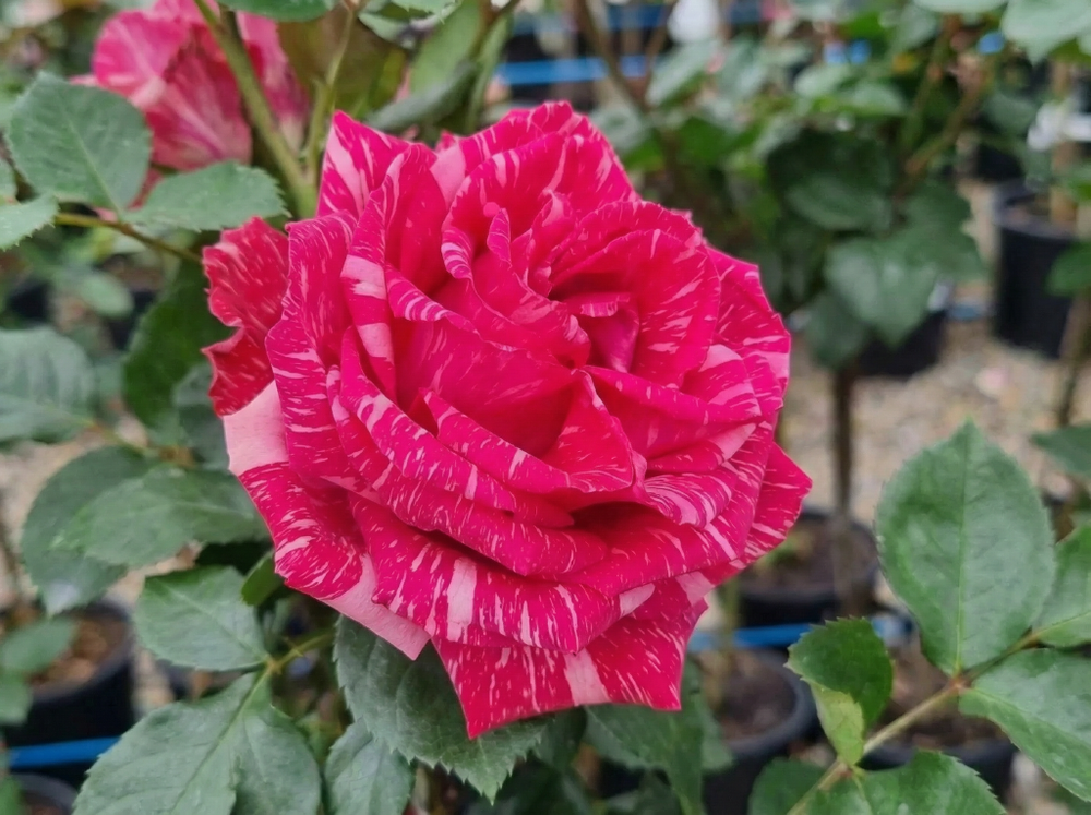 Роза «Пинк Интуишн» (Pink Intuition) чайно-гибридная