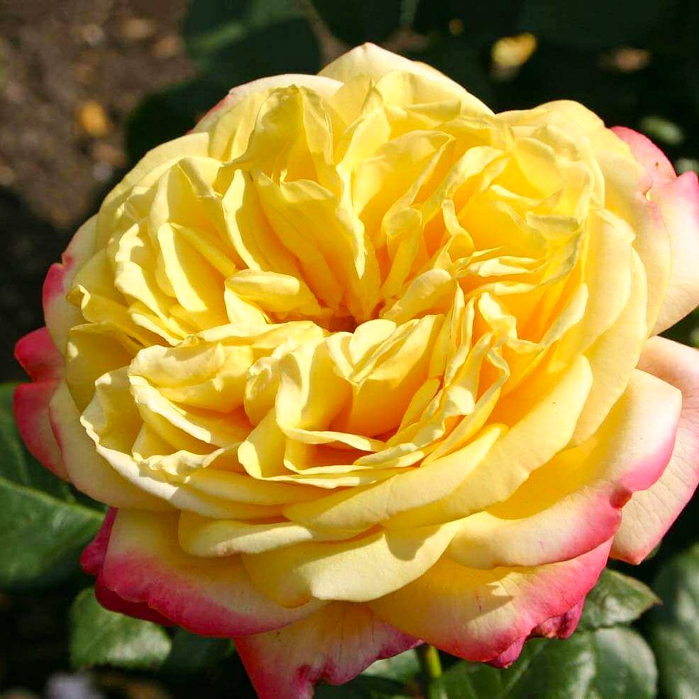 Кордес Юбилей (Kordes' Jubilee)