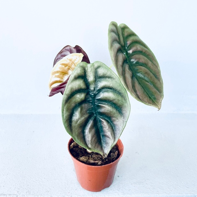 Алоказия "Ред Секрет"