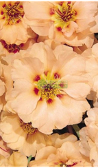 Портулак крупноцветковый F1 SUNDIAL MANGO