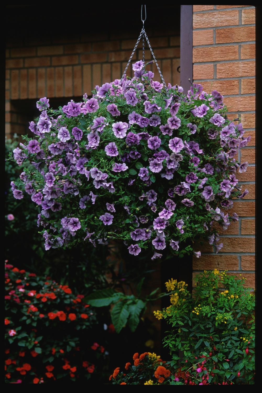 ЕВРО Petunia TUMBELINA Vanessa/ Priscilla неукор черенок ноябрь 2025