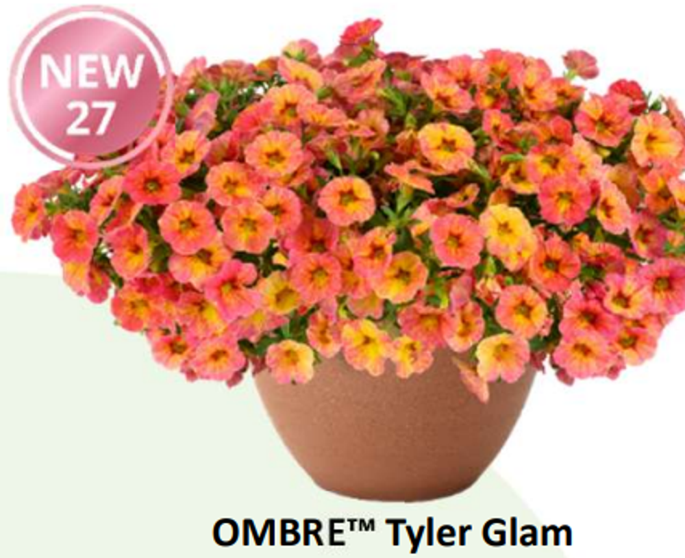 НОВИНКА 2027 ЕВРО неукор Калибрахоа OMBRE Tyler Glam НЕукоренный черенок (срезы) 10шт НОЯБРЬ поставка 3