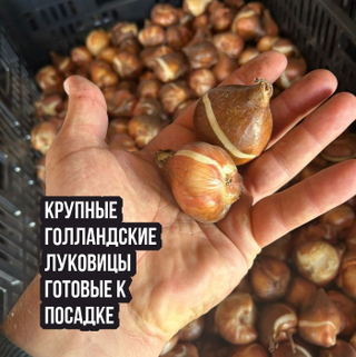 В наличии крупные луковицы