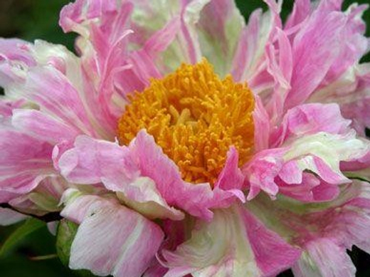 Пион Плум Флеш 3-5 почек Закупка М81 октябрь 2026