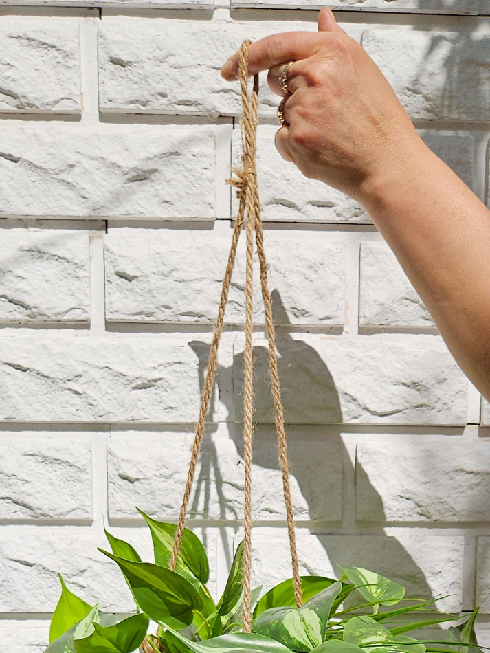 Зелень ампельная в подвесном плетеном кашпо